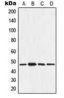 Polyclonal Rabbit anti-Human AAMP Antibody (C-Terminus, WB)