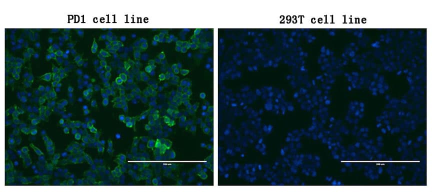Monoclonal Mouse anti-Human PDCD1 / CD279 / PD-1 Antibody (clone OTI1B11, IF, WB)