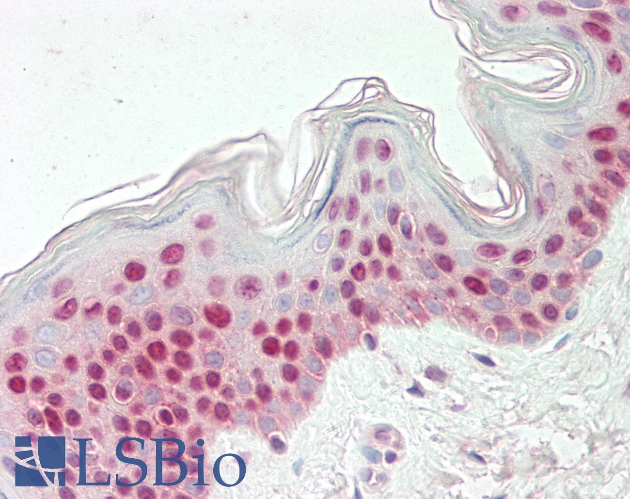 SMARCB1 / INI1 Antibody (aa40-89, Biotin)