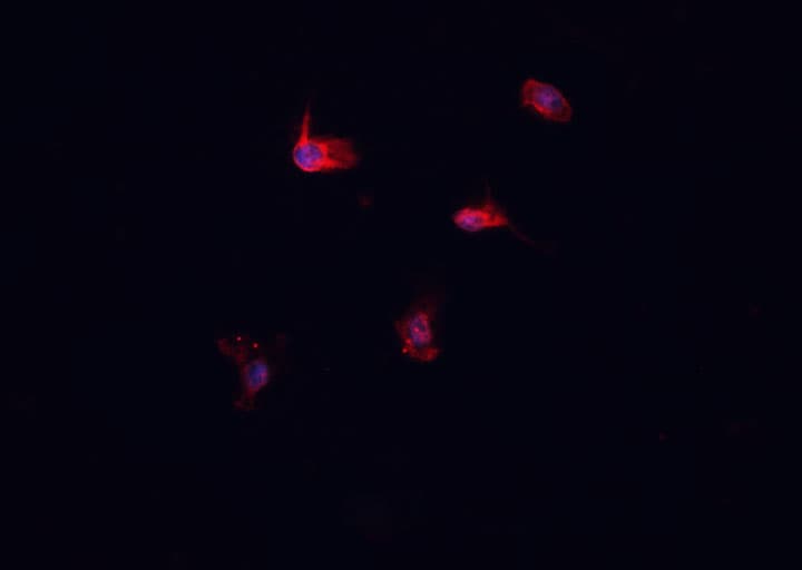 HSPA1L Antibody