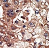 EPS8 Antibody (aa9-39)