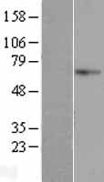 AIFM3 Protein (Over-Expression Lysate Myc-DDK (Flag))
