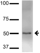 Monoclonal Mouse anti-Rat KCNK3 / OAT1 Antibody (clone S374-48, IF, WB)
