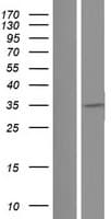 Human HGF / Hepatocyte Growth Factor Protein (Over-Expression Lysate Myc-DDK (Flag))