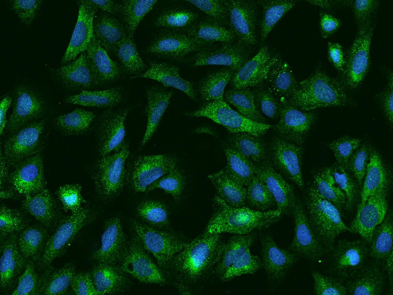 SPATS2 Antibody