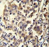 CCDC110 Antibody (aa777-806)