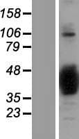 NAPB / SNAPB Protein (Over-Expression Lysate Myc-DDK (Flag))