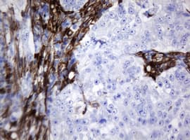 TMEM173 / STING Antibody (clone OTI4H1)