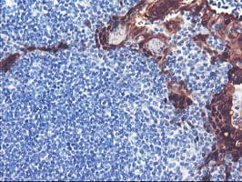 SERPINB2 / PAI-2 Antibody (clone 1F6, Carrier-free)