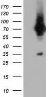 Monoclonal Mouse anti-Human VWA5A Antibody (clone OTI3E3, IF, WB)