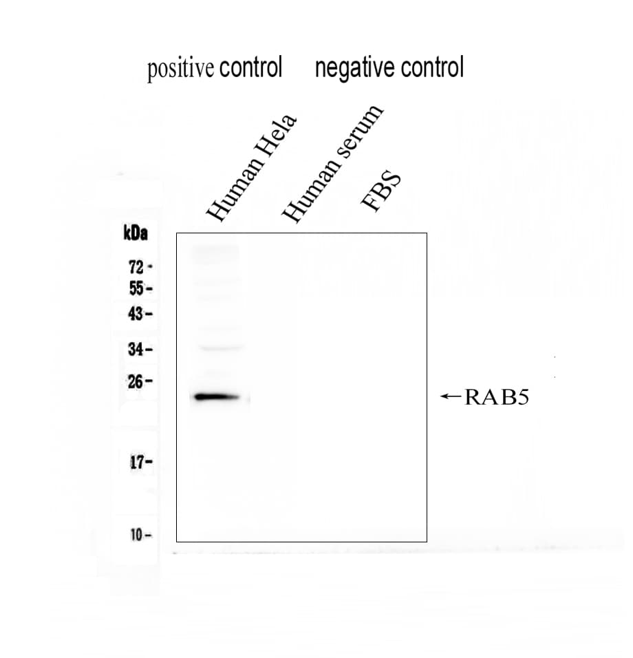 TLR7 / CD287 Antibody (aa1020-1038)