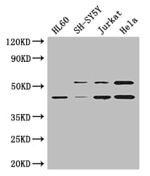 MAP2K2 / MKK2 / MEK2 Antibody
