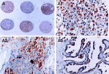 BIRC5 / Survivin Antibody