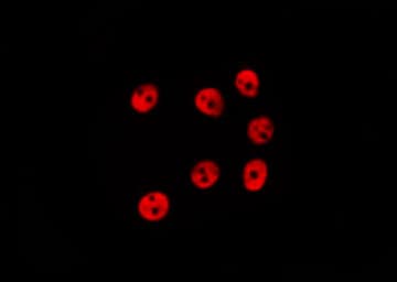 NOL8 Antibody