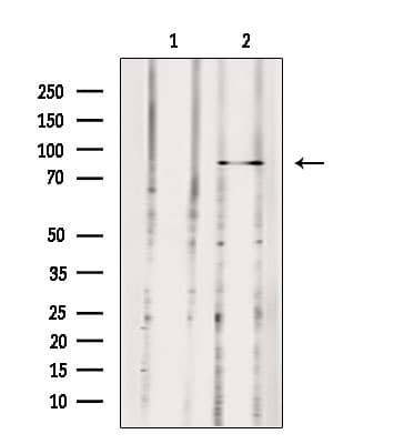 MX2 Antibody