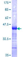 Human GTF2A1L / ALF Protein (Recombinant GST, N-terminus)