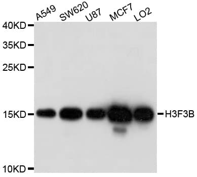 H3F3B Antibody