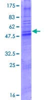 Human OR4A47 Protein (Recombinant GST)