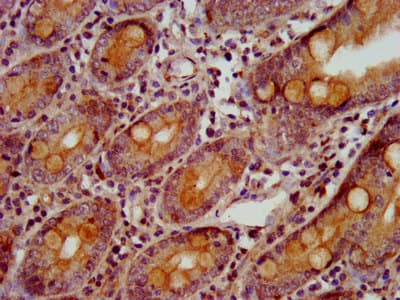 GBP4 / Mpa2 Antibody