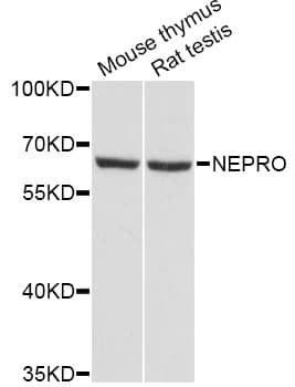 Polyclonal Rabbit anti-Mouse Nepro Antibody (WB)