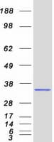 Human ORC6 / ORC6L Protein (Recombinant Myc-DDK (Flag))