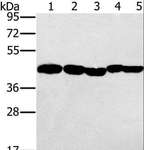 PON1 / ESA Antibody
