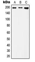 Polyclonal Rabbit anti-Human IQGAP1 Antibody (N-Terminus, WB)
