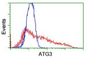 ATG3 Antibody (clone OTI3G3)