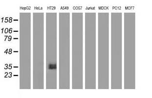 VSIG2 Antibody (clone OTI1H2)
