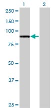 Monoclonal Mouse anti-Human TLR2 Antibody (clone 2G9, WB)
