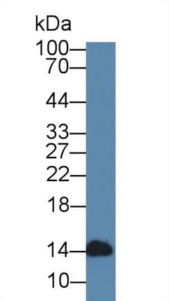 LALBA / Alpha Lactalbumin Antibody (aa24-141)