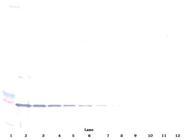 TNFRSF9 / 4-1BB / CD137 Antibody (Biotin)