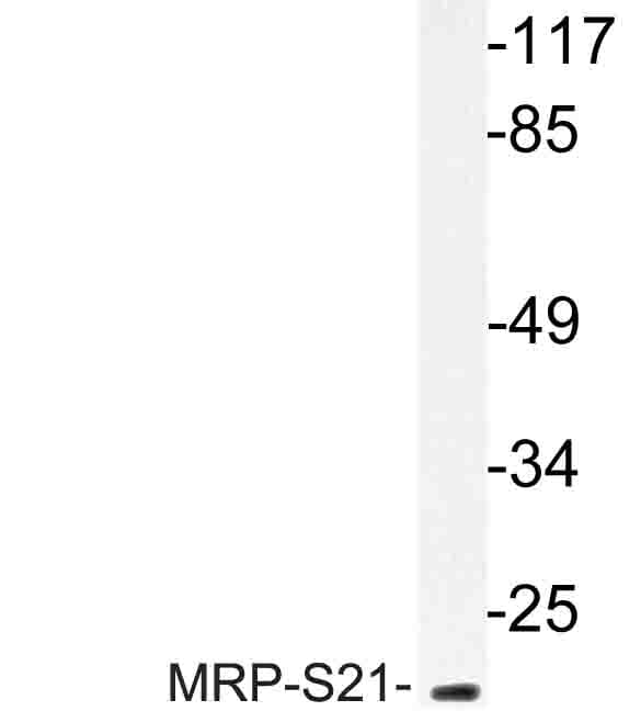 MRPS21 Antibody (Gln85)