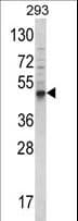 BMP3 Antibody (aa8-36)