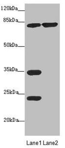 MTO1 Antibody