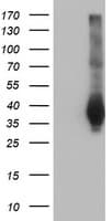 FAM84B Antibody (clone OTI1D12)