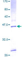 Human KDELR3 Protein (Recombinant GST)