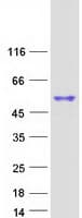 Human SP6 Transcription Factor Protein (Recombinant Myc-DDK (Flag))