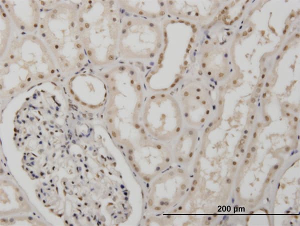 Monoclonal Mouse anti-Human MSI1 / Musashi 1 Antibody (clone 1B11, IHC, WB)