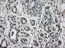 MAPK1 / ERK2 Antibody (clone OTI6E5)