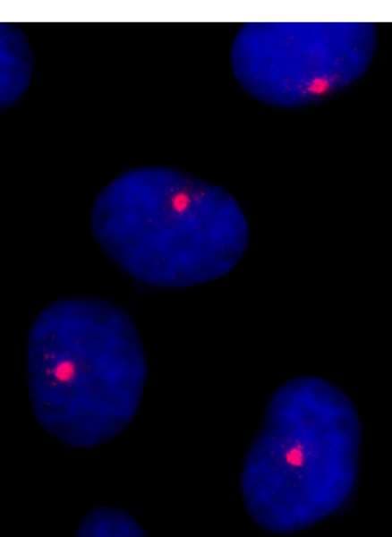 CEP131 / AZI1 Antibody (aa1033-1083)