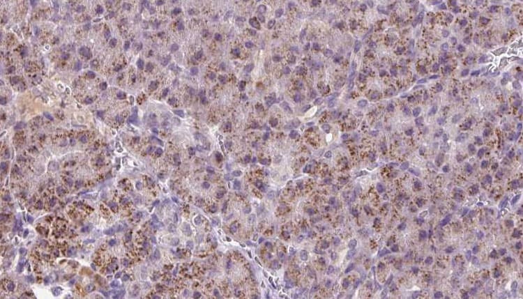 HBS1L Antibody