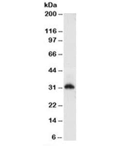Histone Antibody (clone AE-4, Azide-free, BSA-free)