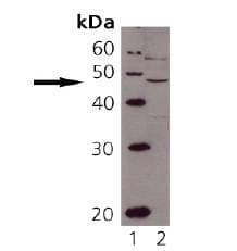 TAPBP / Tapasin Antibody