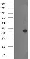 NUDT18 Antibody (clone OTI1A5)