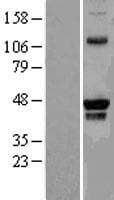 PRMT8 Protein (Over-Expression Lysate Myc-DDK (Flag))