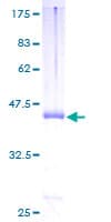 Human PLXNA2 / Plexin A2 Protein (Recombinant GST)