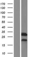 RAB34 Protein (Over-Expression Lysate Myc-DDK (Flag))
