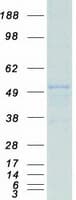 Human SMARCE1 / BAF57 Protein (Recombinant Myc-DDK (Flag))