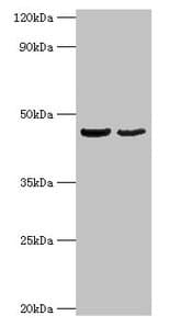OLA1 Antibody